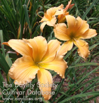 Daylily Substantial Returns